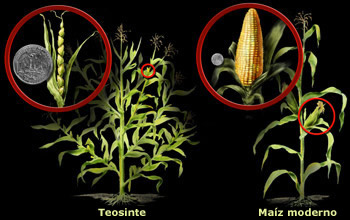 teosinte y maíz moderno
